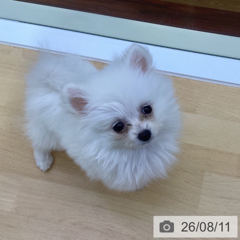 香川県のポメラニアン (ペットプラス 綾川店/2026年6月4日生まれ/女の子/クリーム)の子犬の3枚目の画像