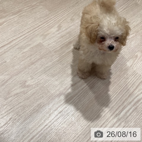 岡山県のトイプードル(トイ) (ペットプラス 岡山店/2026年6月5日生まれ/女の子/クリーム)の子犬の4枚目の画像