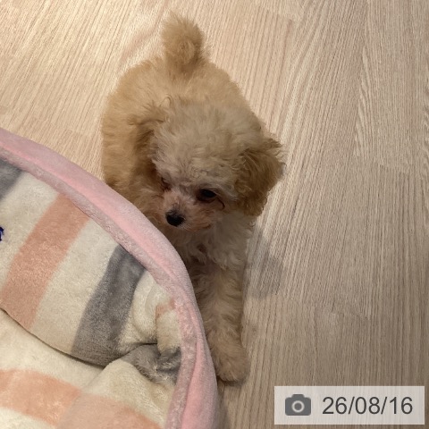 岡山県のトイプードル(トイ) (ペットプラス 岡山店/2026年6月5日生まれ/女の子/クリーム)の子犬の3枚目の画像
