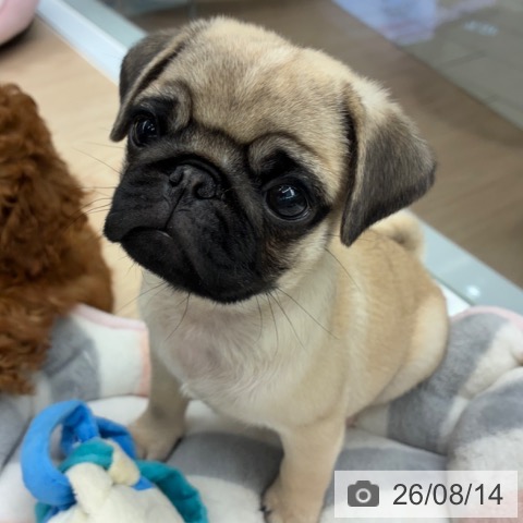 京都府のパグ (ペットプラス 京都桂川店/2026年6月3日生まれ/男の子/フォーン)の子犬の4枚目の画像