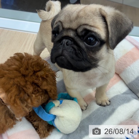京都府のパグ (ペットプラス 京都桂川店/2026年6月3日生まれ/男の子/フォーン)の子犬の3枚目の画像