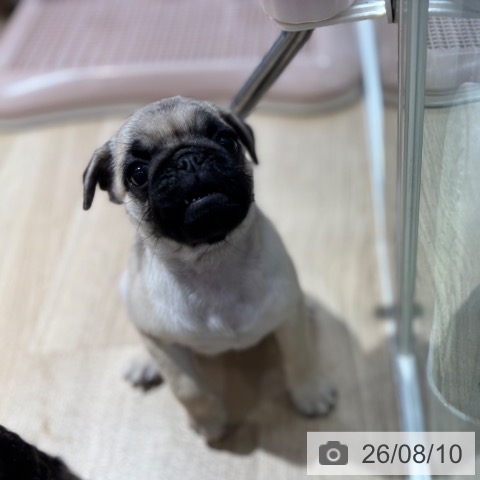 大阪府のパグ (ペットプラス イオン大日店/2026年6月3日生まれ/女の子/フォーン)の子犬の4枚目の画像
