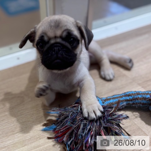 大阪府のパグ (ペットプラス イオン大日店/2026年6月3日生まれ/女の子/フォーン)の子犬の3枚目の画像