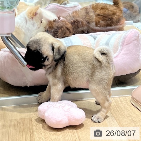 パグの写真