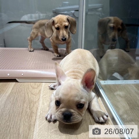 フレンチ・ブルドッグの写真