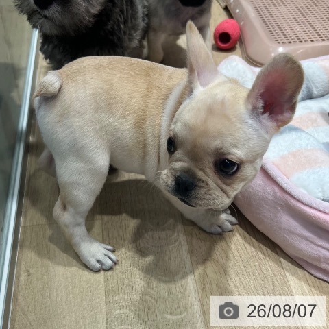 フレンチ・ブルドッグの写真