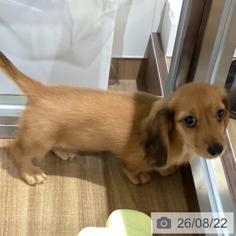 鳥取県のミニチュアダックスフンド(ロング) (ペッツワン 日吉津店/2026年6月7日生まれ/女の子/シェーデットレッド)の子犬の4枚目の画像