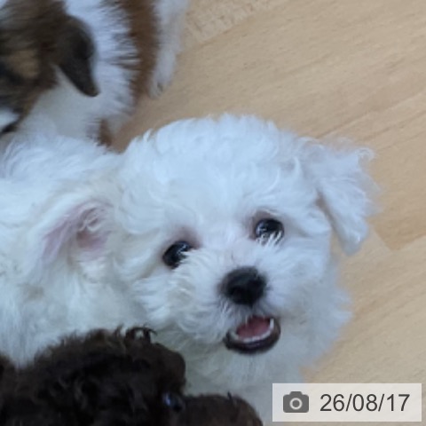 香川県のビションフリーゼ (ペットプラス 綾川店/2026年6月10日生まれ/女の子/ホワイト)の子犬の4枚目の画像