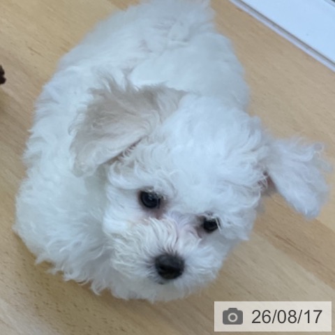 香川県のビションフリーゼ (ペットプラス 綾川店/2026年6月10日生まれ/女の子/ホワイト)の子犬の3枚目の画像