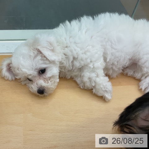 香川県のビションフリーゼ (ペットプラス 綾川店/2026年6月10日生まれ/女の子/ホワイト)の子犬の4枚目の画像