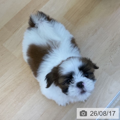 岡山県のシーズー (ペッツワン 岡山南店/2026年6月10日生まれ/男の子/ホワイトゴールド)の子犬の4枚目の画像