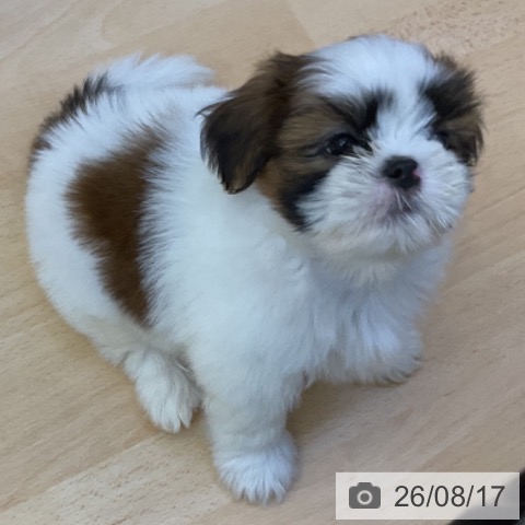 岡山県のシーズー (ペッツワン 岡山南店/2026年6月10日生まれ/男の子/ホワイトゴールド)の子犬の3枚目の画像