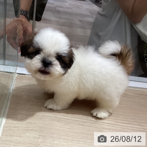 愛媛県のシーズー (ペットプラス 新居浜店/2026年6月10日生まれ/男の子/ホワイトゴールド)の子犬の4枚目の画像