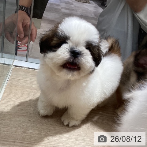 愛媛県のシーズー (ペットプラス 新居浜店/2026年6月10日生まれ/男の子/ホワイトゴールド)の子犬の3枚目の画像