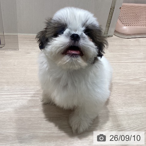 徳島県のシーズー (ペットプラス 徳島店/2026年6月10日生まれ/男の子/ホワイトゴールド)の子犬の3枚目の画像