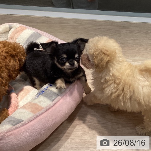 岡山県のチワワ(ロング) (ペットプラス 岡山店/2026年6月7日生まれ/男の子/ブラッククリーム)の子犬の3枚目の画像