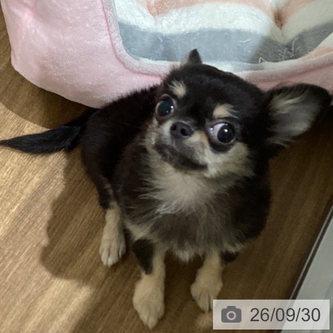 鳥取県のチワワ(ロング) (ペッツワン 日吉津店/2026年6月7日生まれ/女の子/ブラッククリーム)の子犬の4枚目の画像