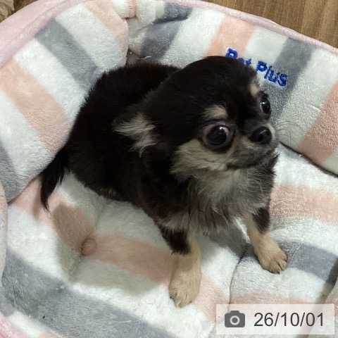 鳥取県のチワワ(ロング) (ペッツワン 日吉津店/2026年6月7日生まれ/女の子/ブラッククリーム)の子犬の3枚目の画像