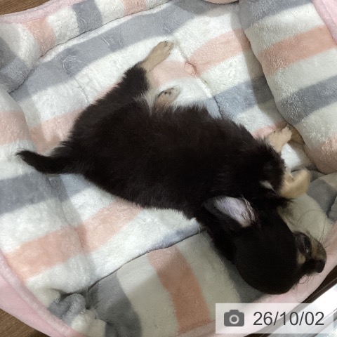 鳥取県のチワワ(ロング) (ペッツワン 日吉津店/2026年6月7日生まれ/女の子/ブラッククリーム)の子犬の4枚目の画像
