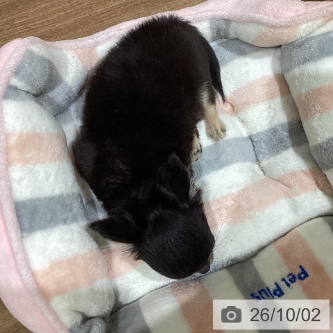 鳥取県のチワワ(ロング) (ペッツワン 日吉津店/2026年6月7日生まれ/女の子/ブラッククリーム)の子犬の3枚目の画像