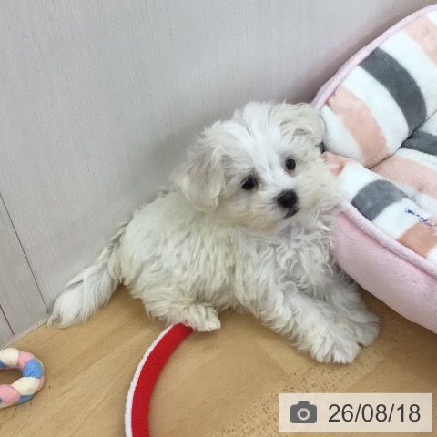 青森県のマルチーズ (ペットプラス 青森浜田店/2026年6月10日生まれ/男の子/ホワイト)の子犬の4枚目の画像