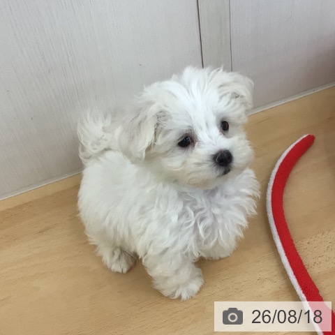 青森県のマルチーズ (ペットプラス 青森浜田店/2026年6月10日生まれ/男の子/ホワイト)の子犬の3枚目の画像