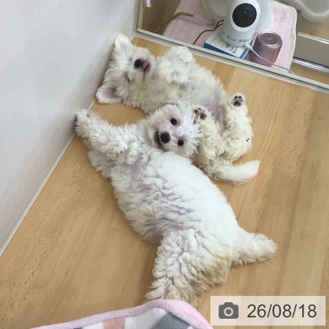 青森県のマルチーズ (ペットプラス 青森浜田店/2026年6月10日生まれ/男の子/ホワイト)の子犬の3枚目の画像