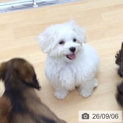 青森県のマルチーズ (ペットプラス 青森浜田店/2026年6月10日生まれ/男の子/ホワイト)の子犬の3枚目の画像