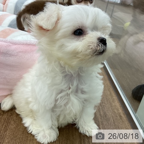 千葉県のマルチーズ (ペッツワン 千葉ニュータウン店/2026年6月10日生まれ/女の子/ホワイト)の子犬の4枚目の画像