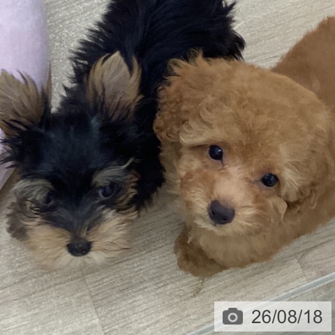 トイ・プードルの写真