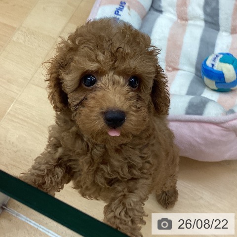 千葉県のトイプードル(トイ) (ペットプラス 成田店/2026年6月11日生まれ/男の子/オレンジフォーン)の子犬の3枚目の画像