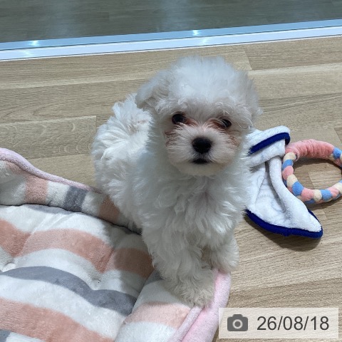宮城県のマルチーズ (ペットプラス 仙台泉大沢店/2026年6月11日生まれ/男の子/ホワイト)の子犬の4枚目の画像