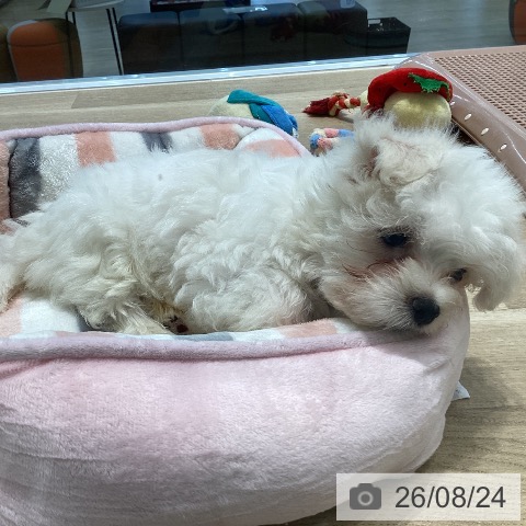 宮城県のマルチーズ (ペットプラス 名取店/2026年6月11日生まれ/男の子/ホワイト)の子犬の4枚目の画像