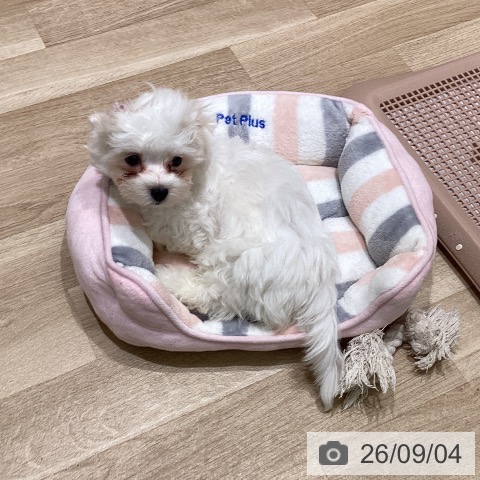 宮城県のマルチーズ (ペットプラス 仙台泉大沢店/2026年6月11日生まれ/男の子/ホワイト)の子犬の4枚目の画像