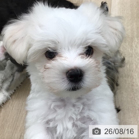 福島県のマルチーズ (ペットプラス 福島店/2026年6月11日生まれ/男の子/ホワイト)の子犬の3枚目の画像