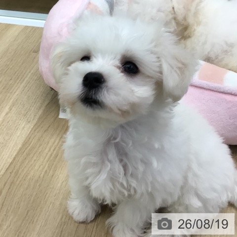 福島県のマルチーズ (ペットプラス 福島店/2026年6月11日生まれ/男の子/ホワイト)の子犬の4枚目の画像
