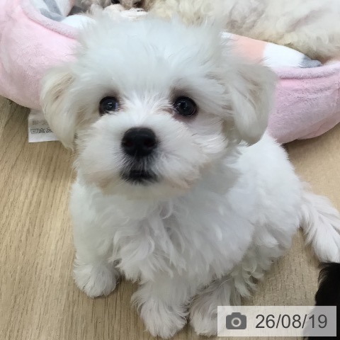 福島県のマルチーズ (ペットプラス 福島店/2026年6月11日生まれ/男の子/ホワイト)の子犬の3枚目の画像