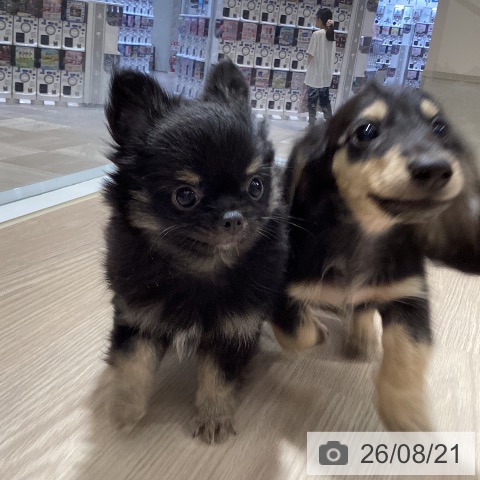 徳島県のチワワ(ロング) (ペットプラス 徳島店/2026年6月12日生まれ/男の子/ブラックタン)の子犬の4枚目の画像