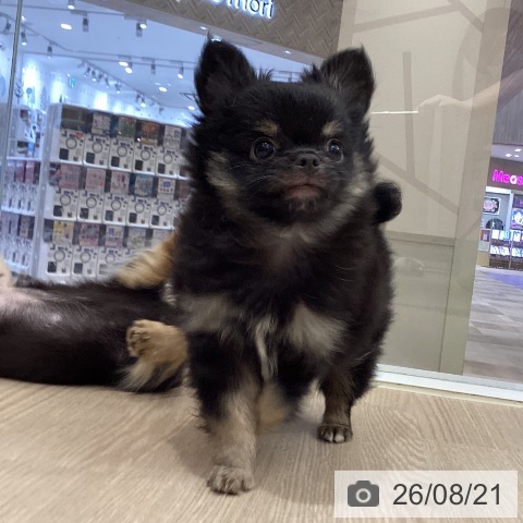 徳島県のチワワ(ロング) (ペットプラス 徳島店/2026年6月12日生まれ/男の子/ブラックタン)の子犬の3枚目の画像
