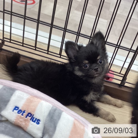 徳島県のチワワ(ロング) (ペットプラス 徳島店/2026年6月12日生まれ/男の子/ブラックタン)の子犬の3枚目の画像