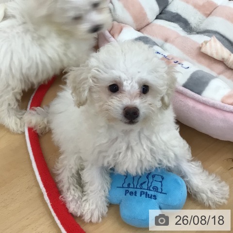 青森県のトイプードル(トイ) (ペットプラス 青森浜田店/2026年6月8日生まれ/女の子/ホワイト)の子犬の4枚目の画像