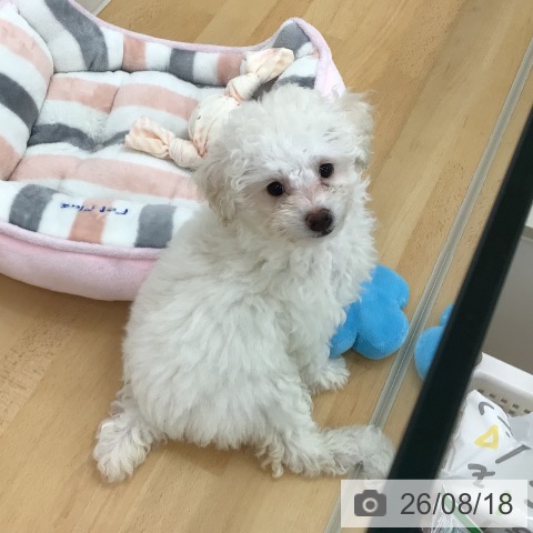 青森県のトイプードル(トイ) (ペットプラス 青森浜田店/2026年6月8日生まれ/女の子/ホワイト)の子犬の3枚目の画像