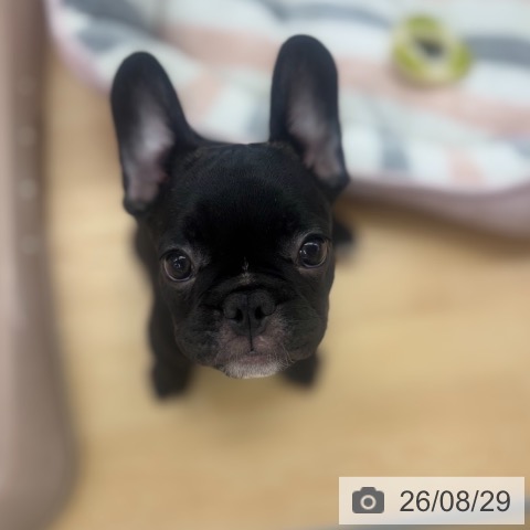 フレンチ・ブルドッグの写真