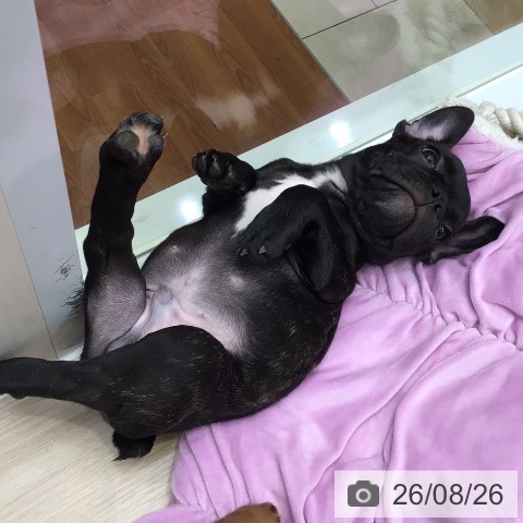 フレンチ・ブルドッグの写真