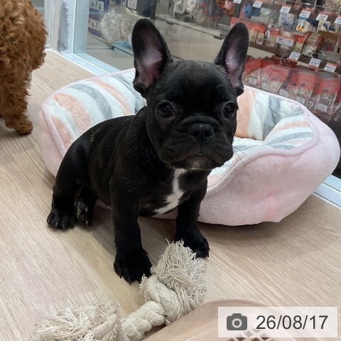 大阪府のフレンチブルドッグ (ペットプラス 堺北花田店/2026年6月8日生まれ/男の子/ブリンドル)の子犬の3枚目の画像