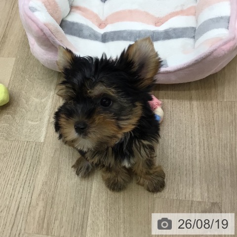 福島県のヨークシャーテリア (ペットプラス 福島店/2026年6月12日生まれ/女の子/スチールブルータン)の子犬の3枚目の画像