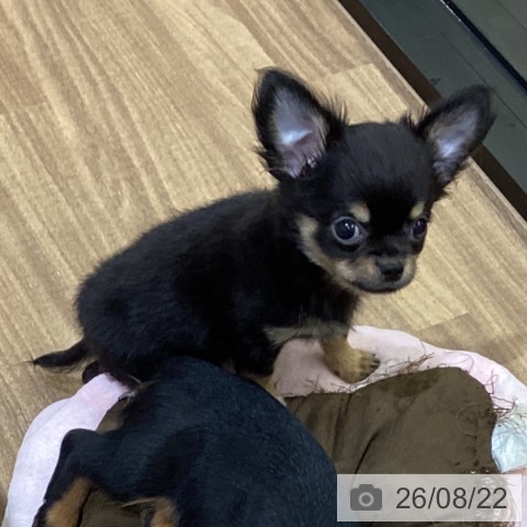 鳥取県のチワワ(ロング) (ペッツワン 日吉津店/2026年6月12日生まれ/男の子/ブラックタン)の子犬の4枚目の画像