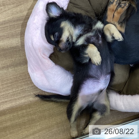 鳥取県のチワワ(ロング) (ペッツワン 日吉津店/2026年6月12日生まれ/男の子/ブラックタン)の子犬の3枚目の画像