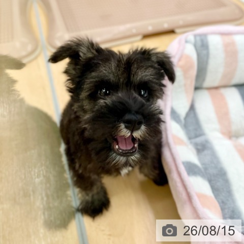 ミニチュア・シュナウザーの写真