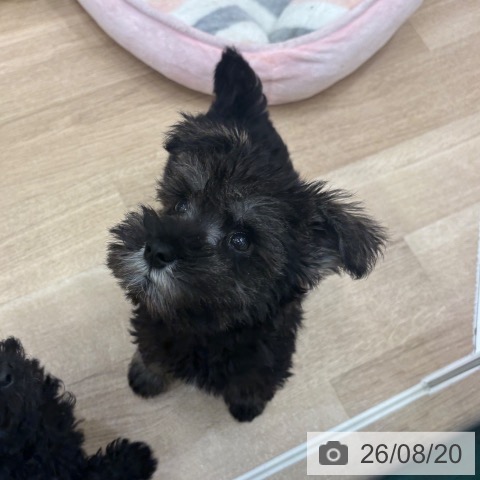 大阪府のミニチュアシュナウザー (ペットプラス 鶴見店/2026年6月12日生まれ/男の子/ソルトペッパー)の子犬の4枚目の画像
